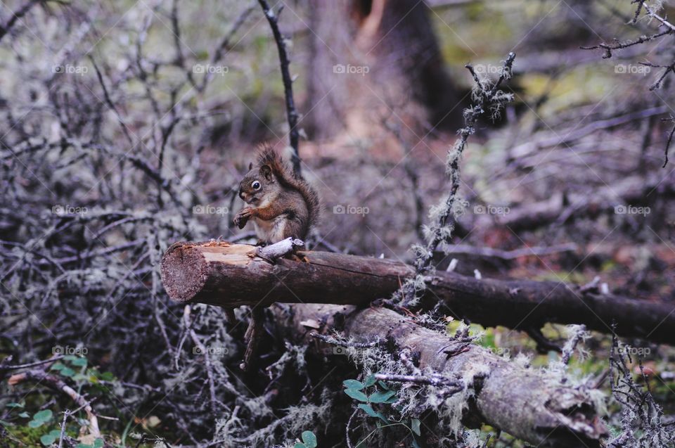 squirrel at Banff national park in autumn. Canada