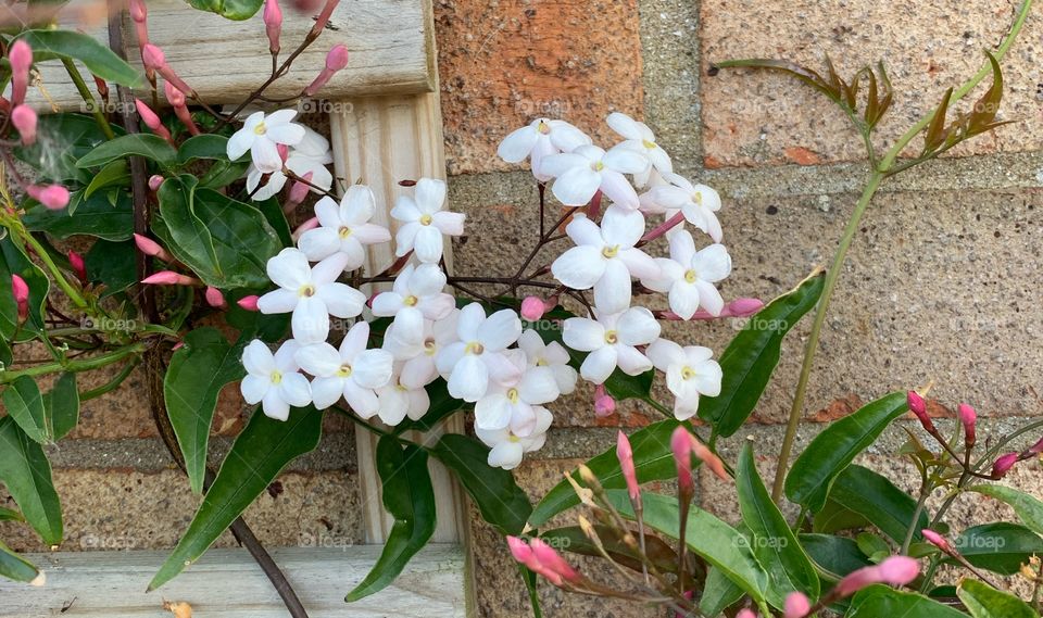 Jasmine plant 