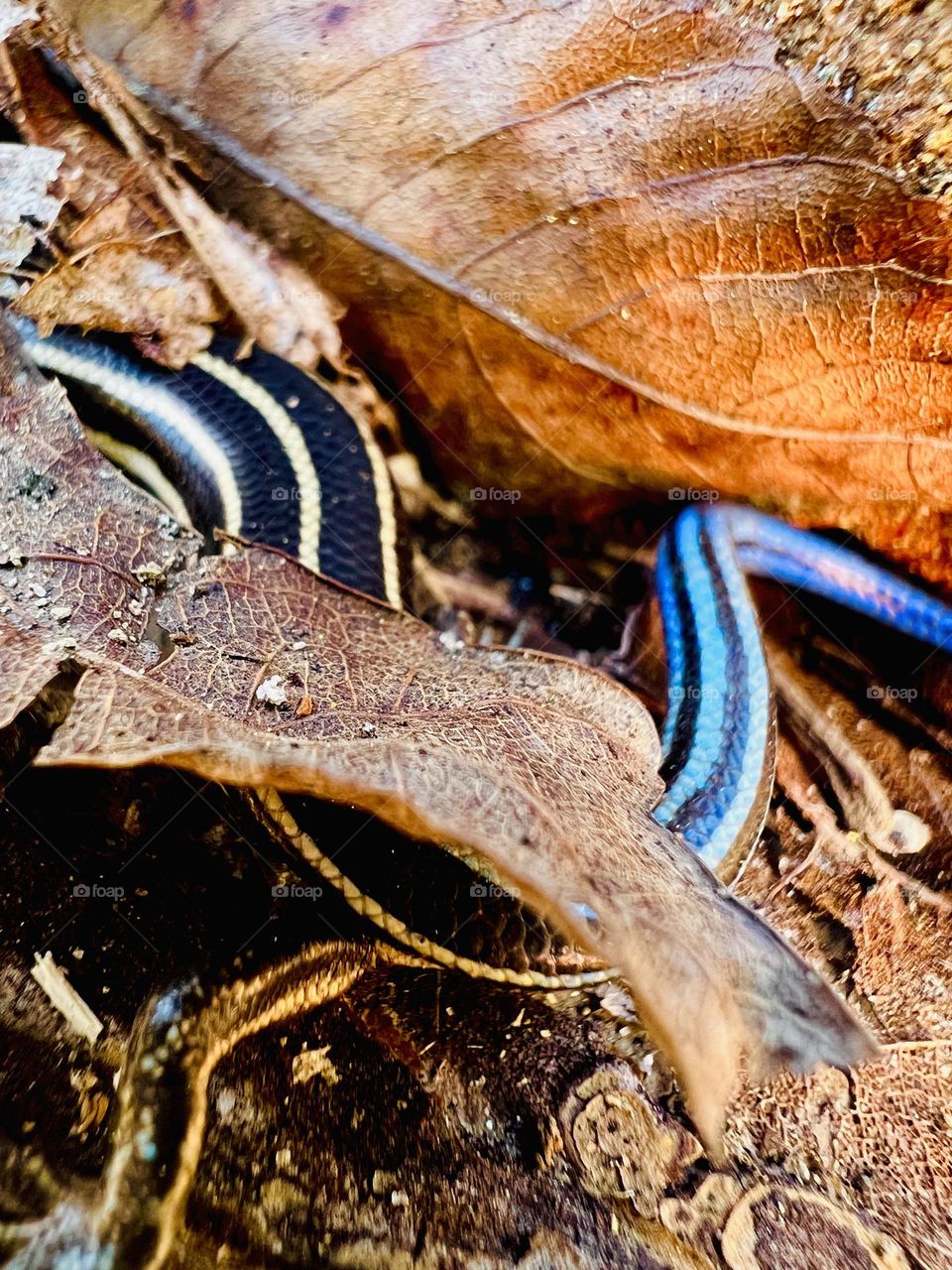 Closeup of five lined skink partially hidden under fallen leaves.