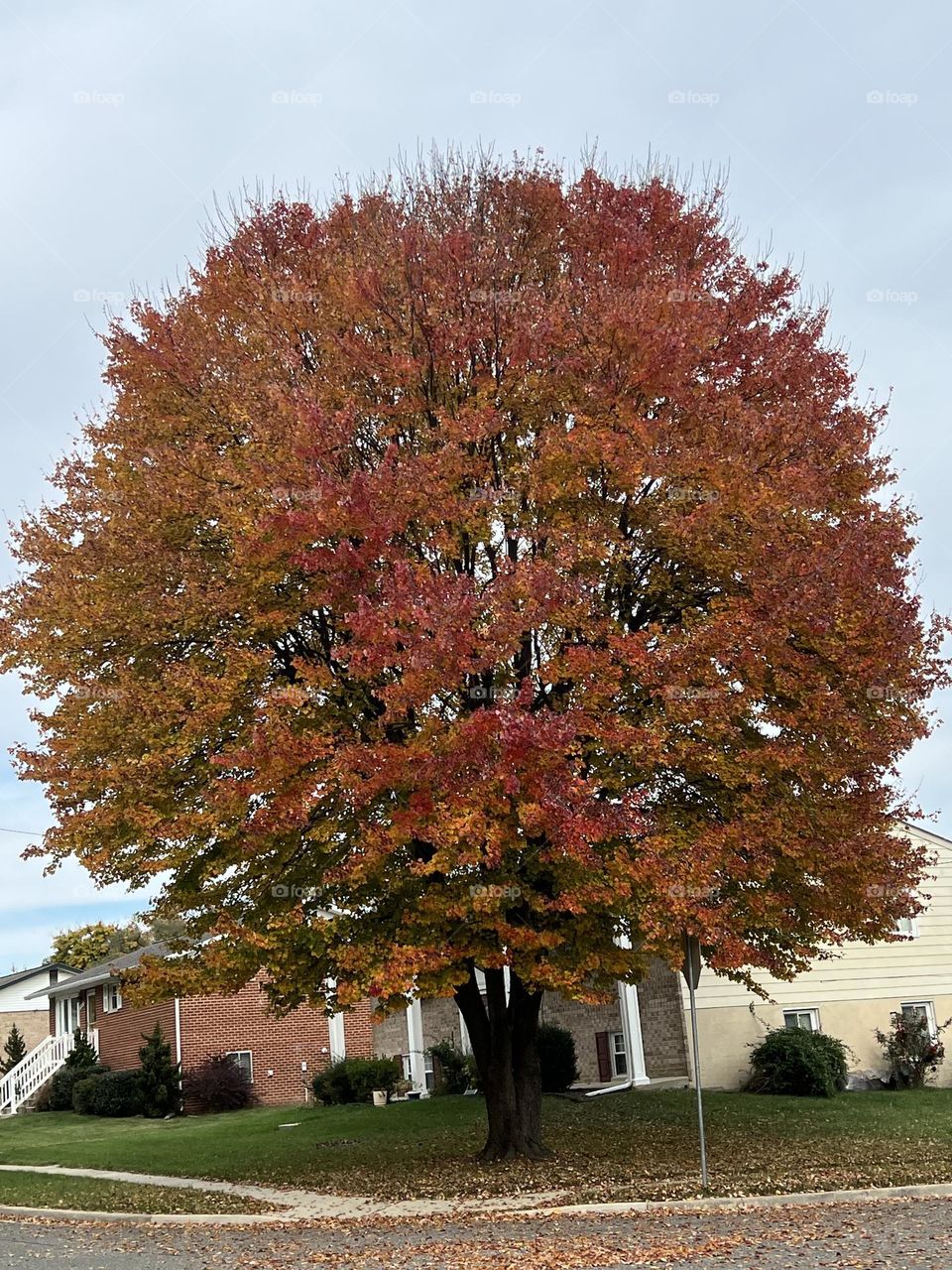 Fall tree