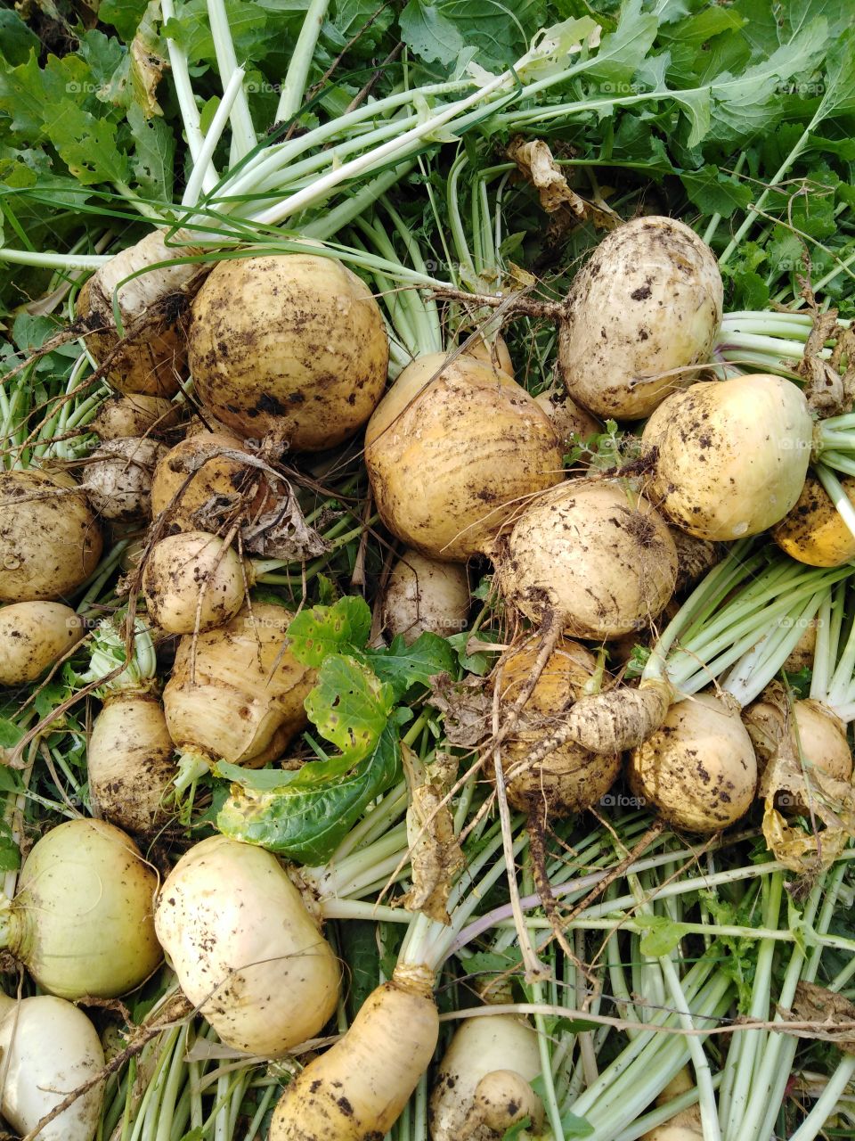 Свой урожай