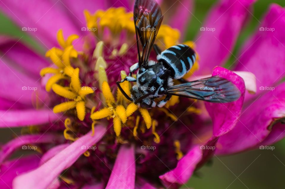 Small insect on flower.