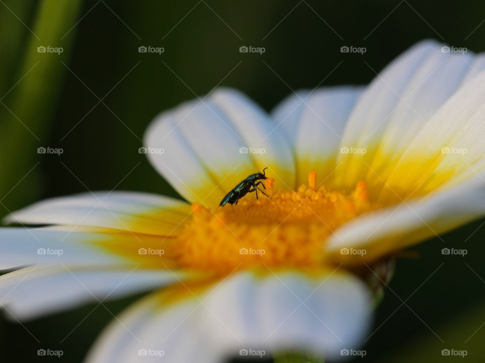 Beautiful macro daisy flower and beetle 
