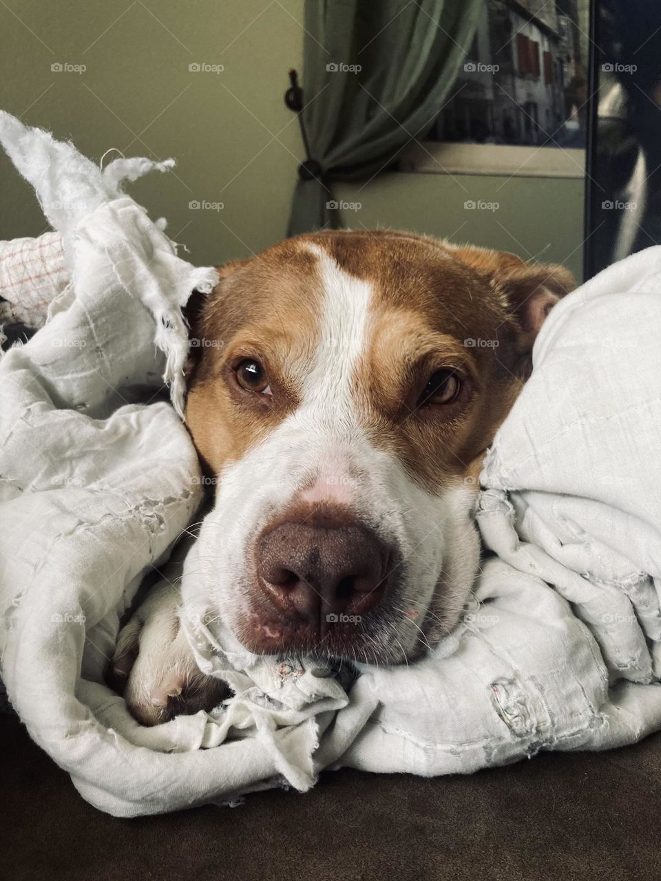 Adorable dog laying in blankets 