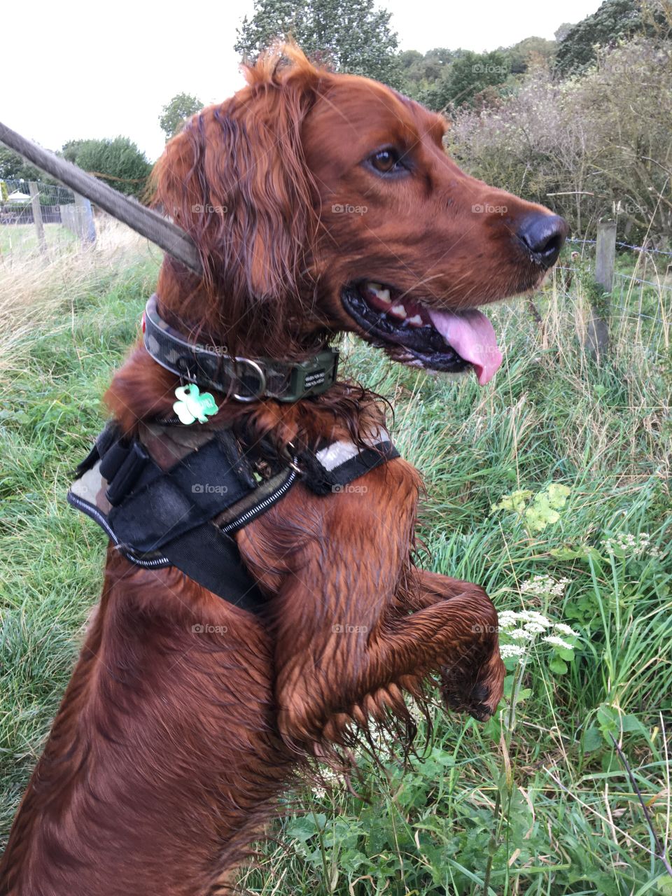 Quinn standing on his hind legs trying to get a closer look at the pheasants in the field ... 🐶