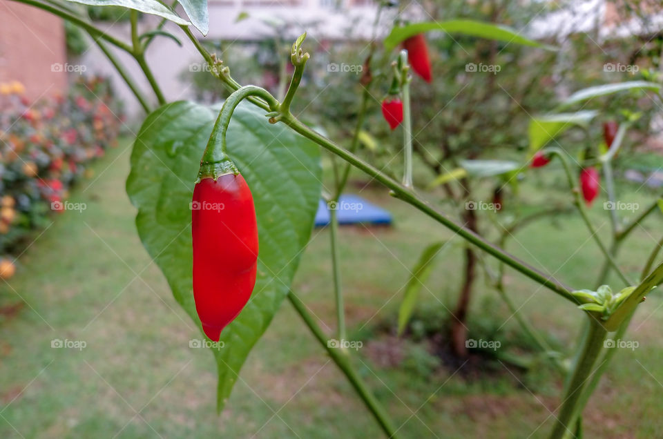 Vivid red pepper