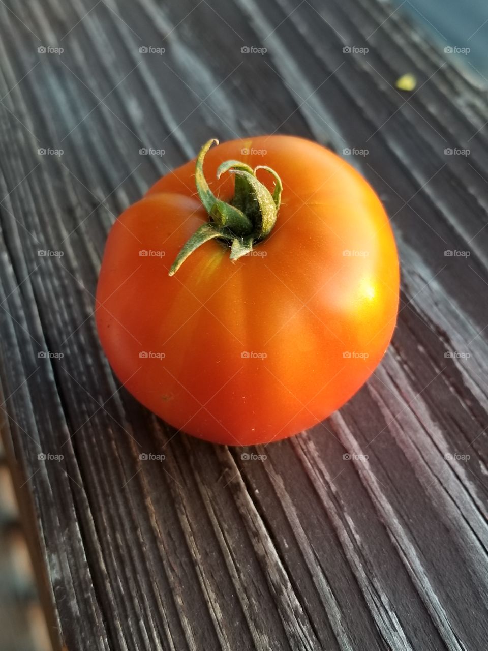 a small tomato harvest.