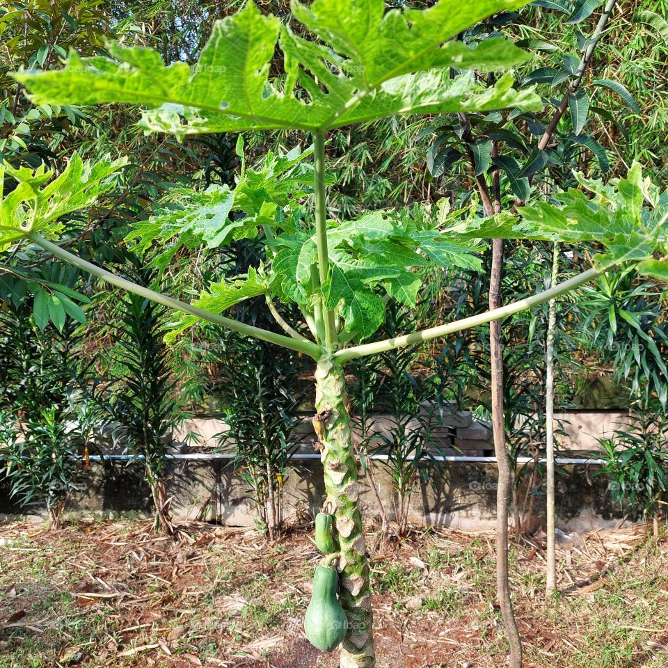papaya trees that start to grow in the garden