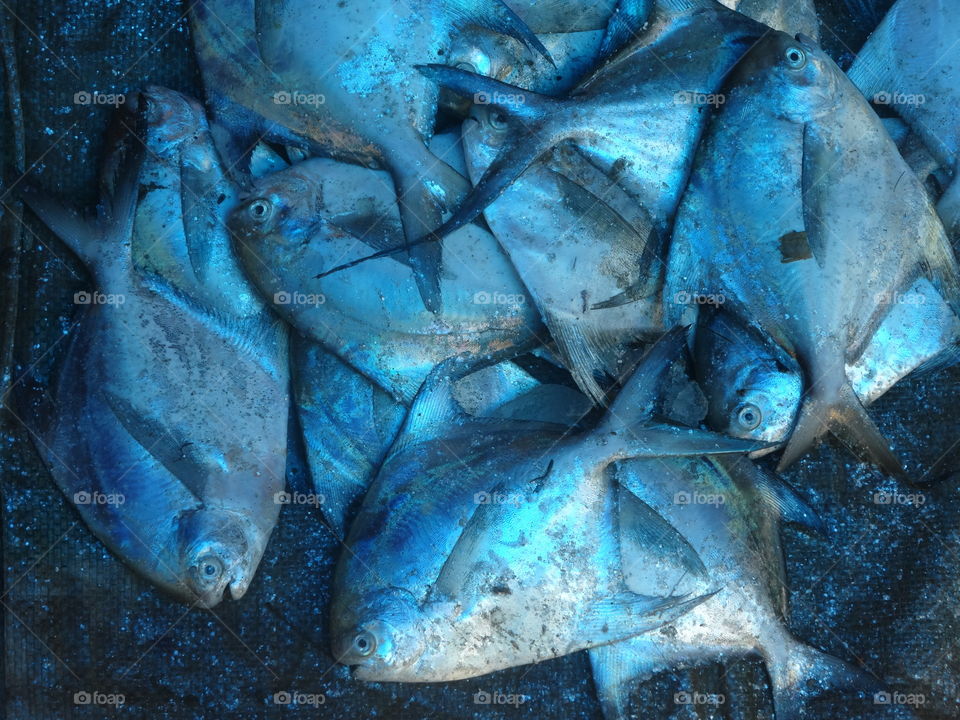 Blue fish on an Indian market