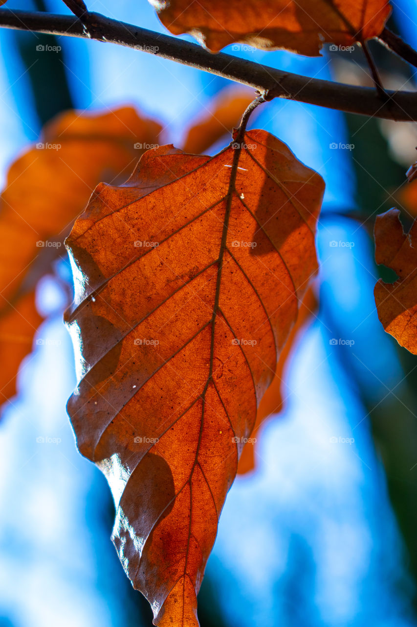 Orange leafs on a blue background 