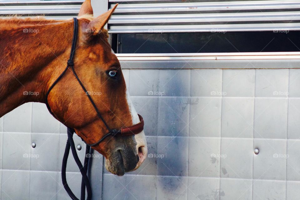 A rodeo horse waits patiently by a trailer for show-time to begin
