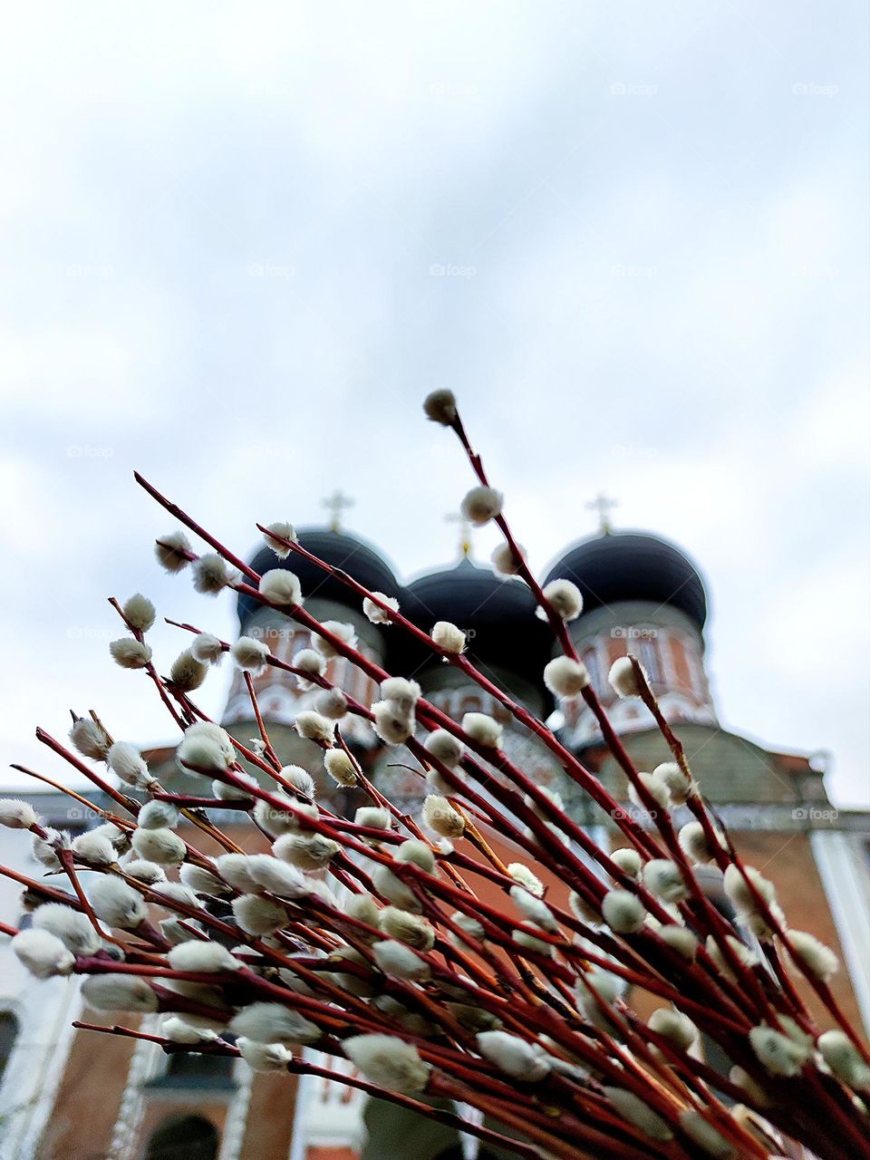 "Palm Sunday" for the Orthodox. Pussy-willow on the background of an Orthodox church