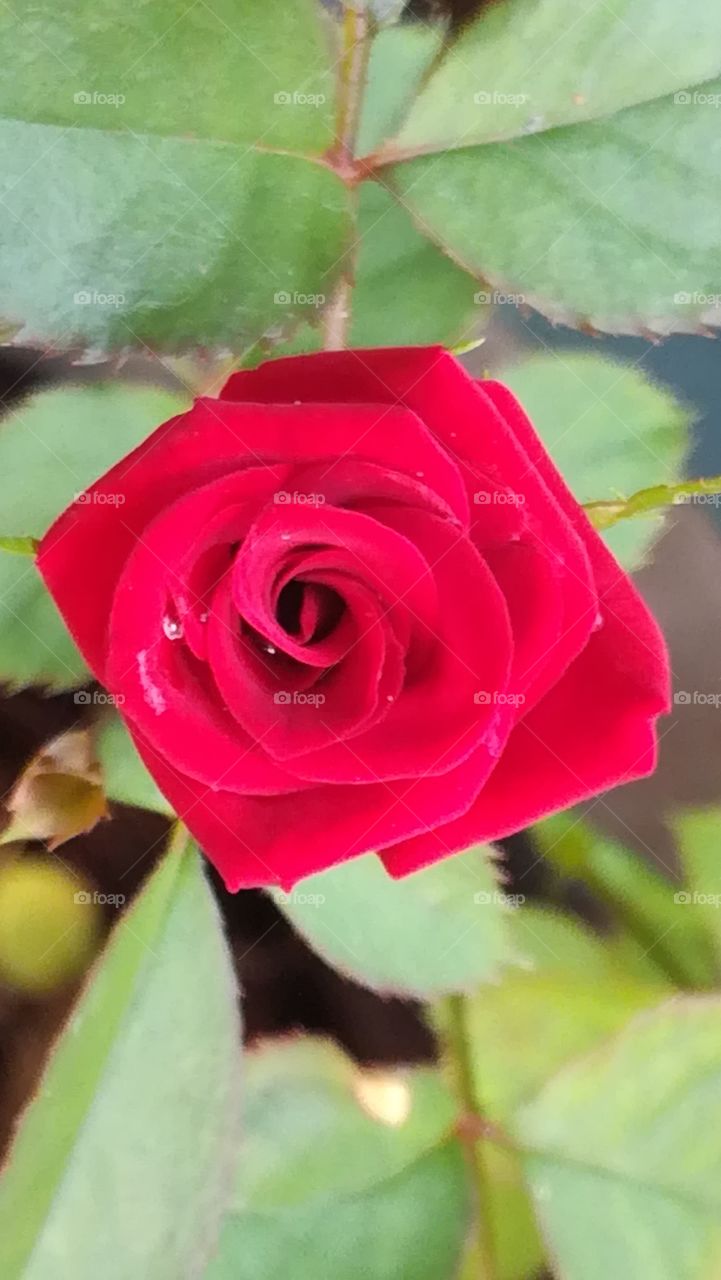 Red Rose flower