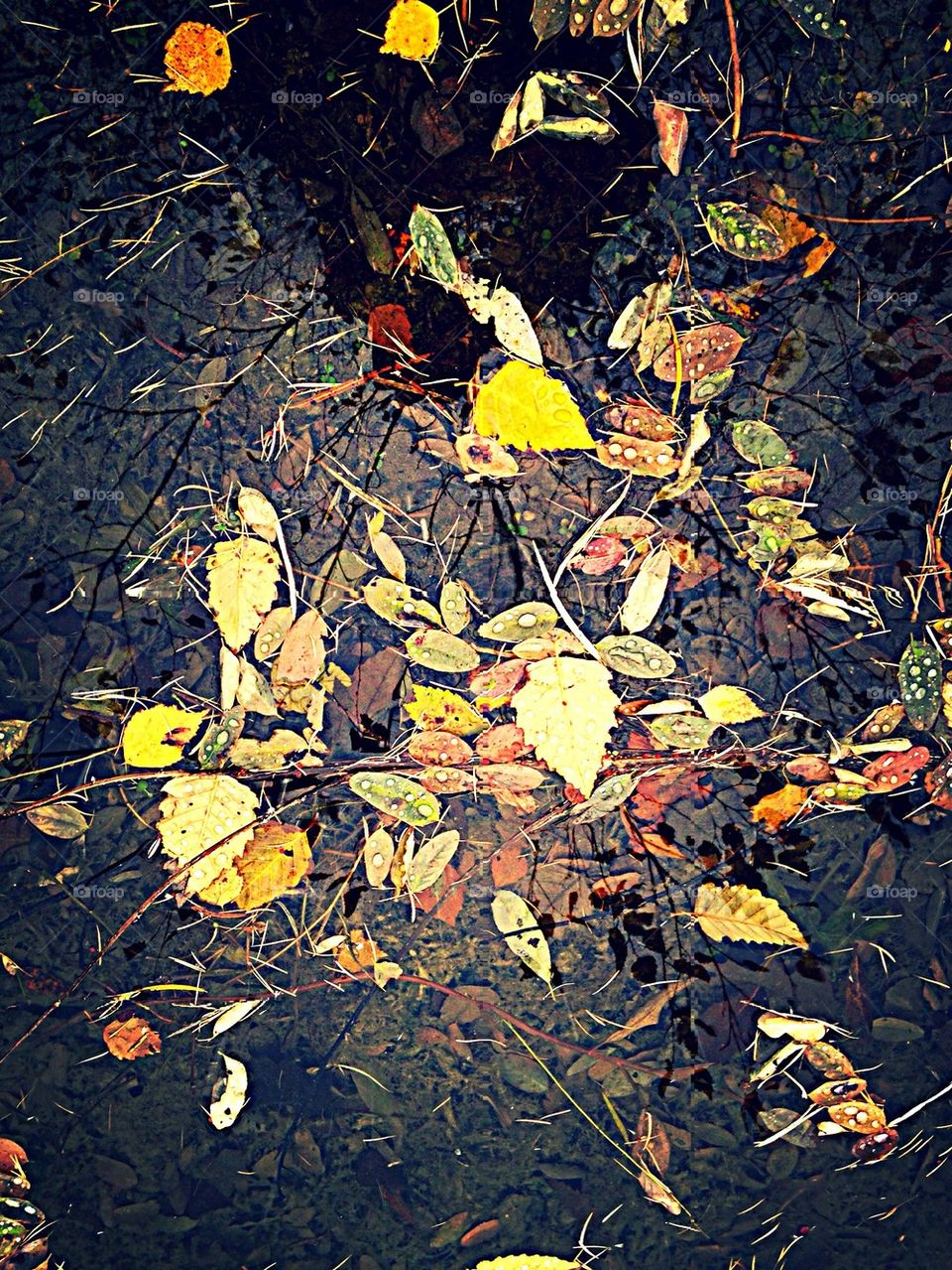 Pond offerings