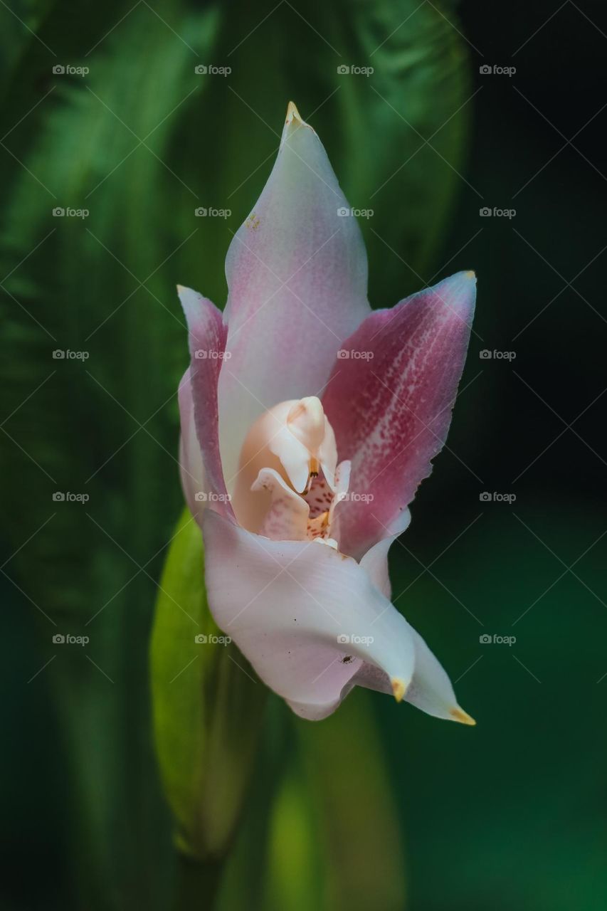 Orchid flower in the wild