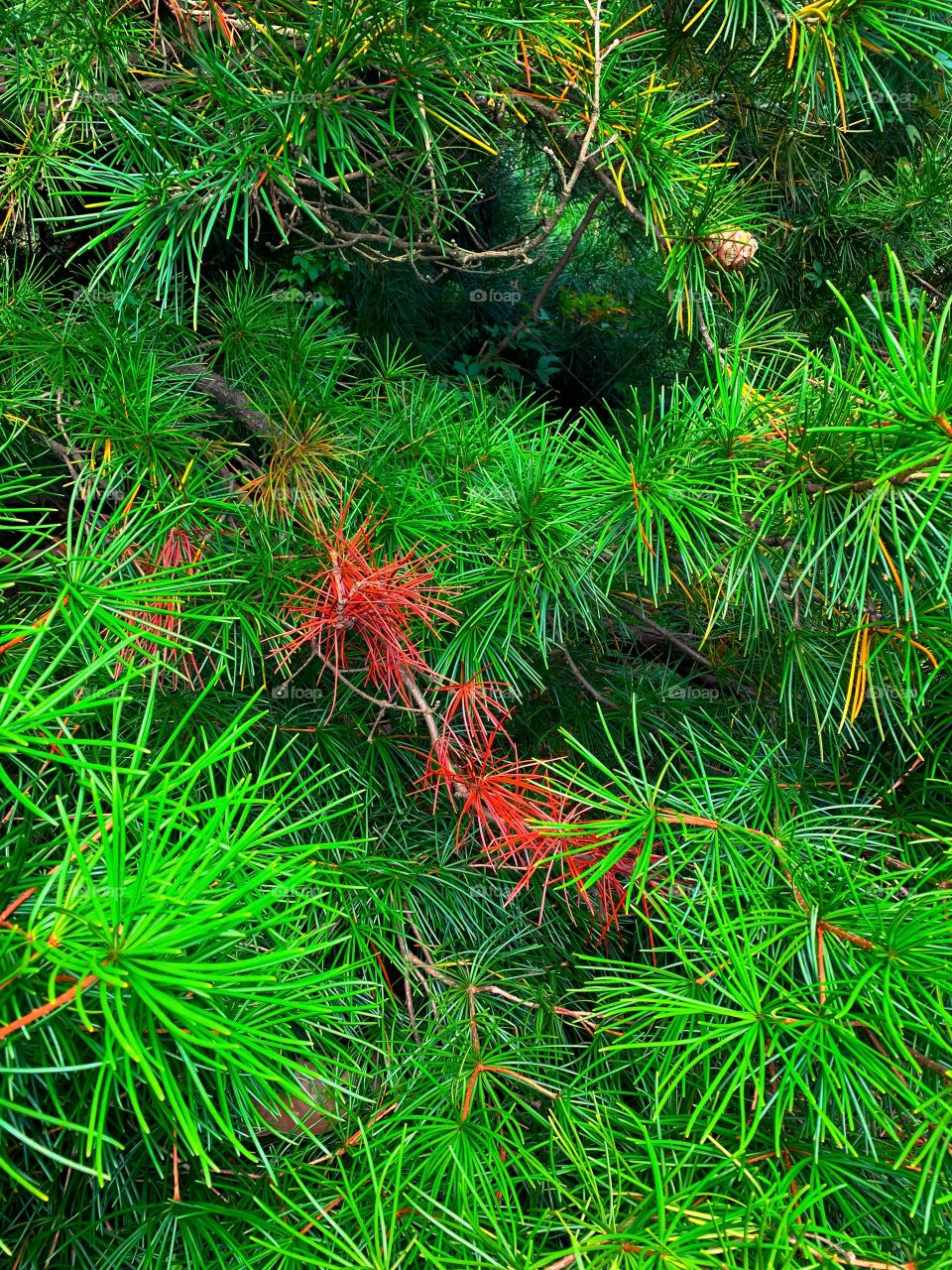 changing colors of pine needles in the summer