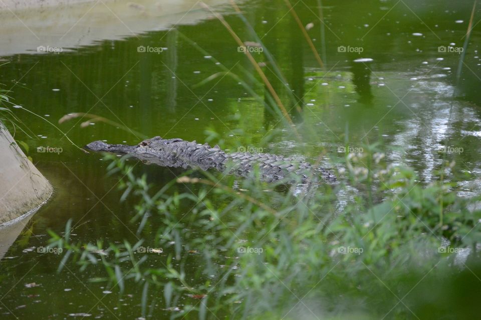 Later gator. 💚🐊💚🐊