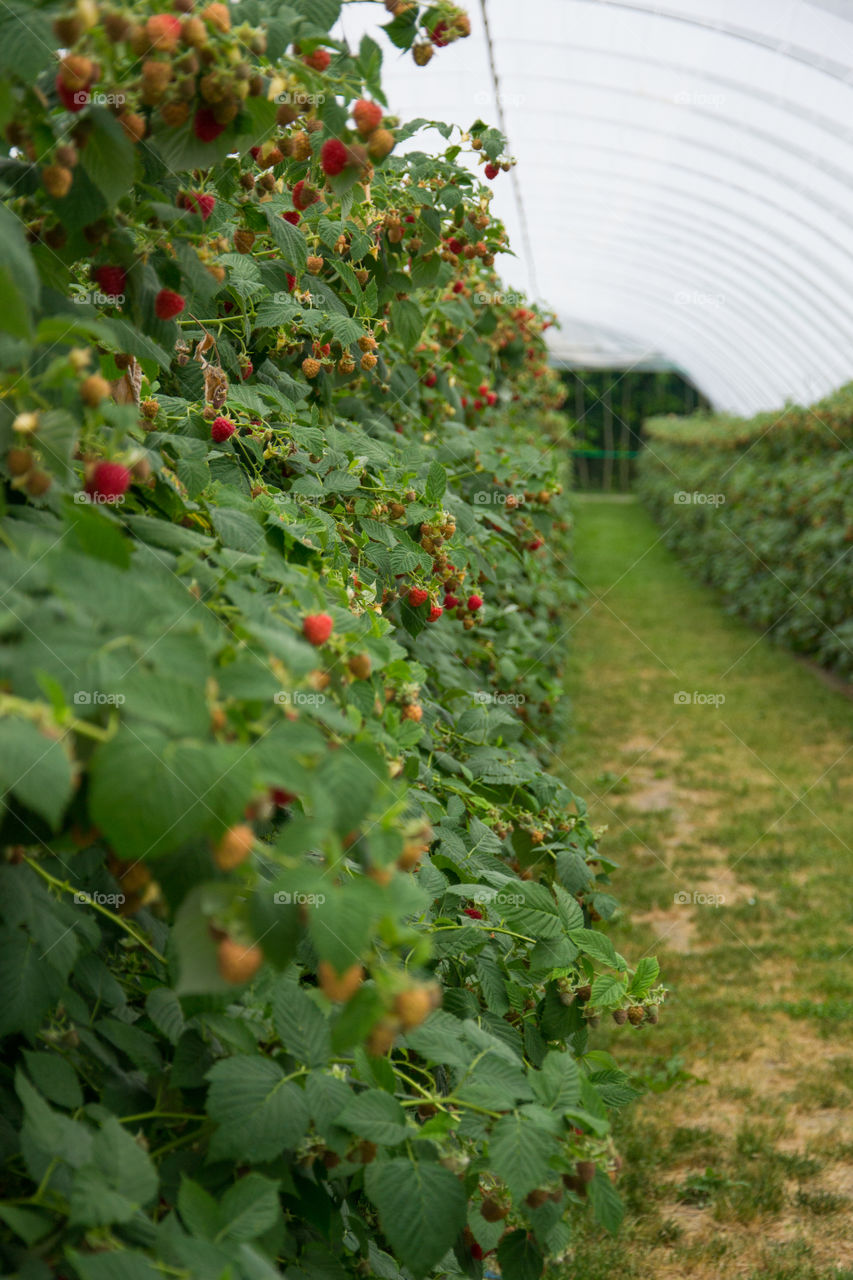 Raspberry bushes on a farm were tou can pick for your self outside Malmö in Sweden.