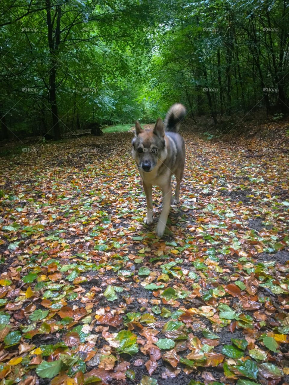 Dog walking on Fall Forest 