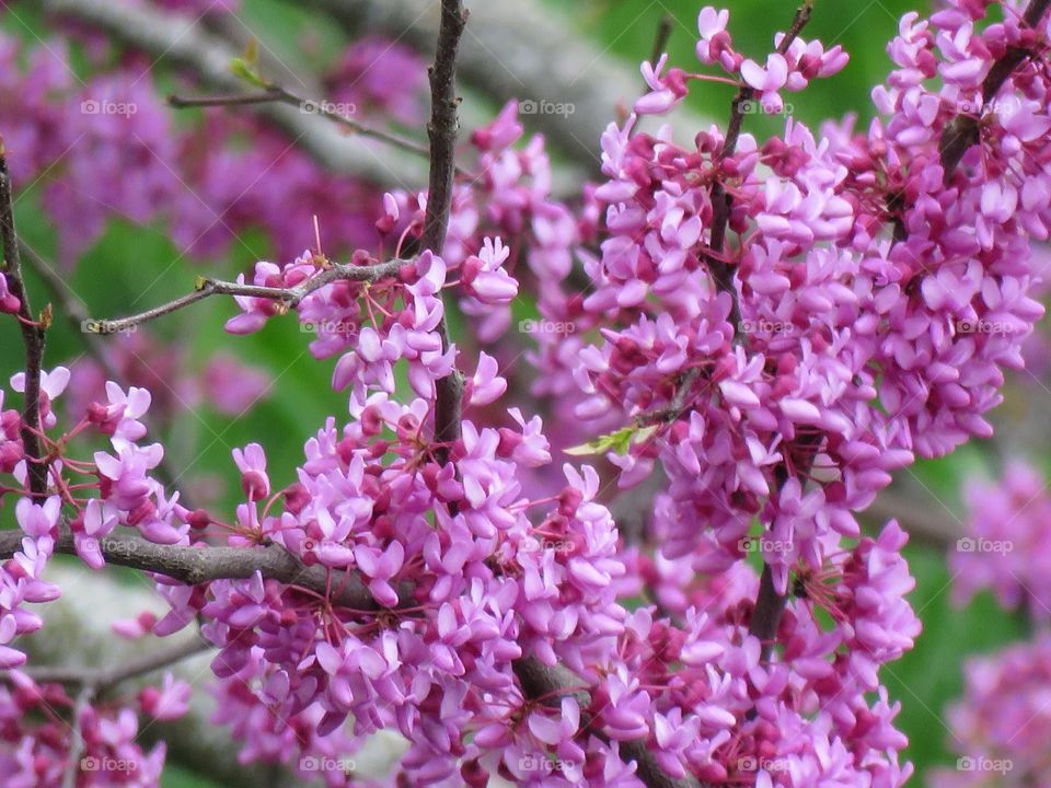 A closeup of an Eastern Redbud tree blooming in the spring. 