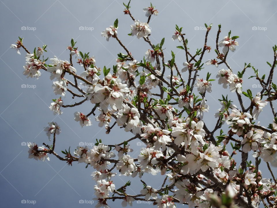 Almond tree blooming.