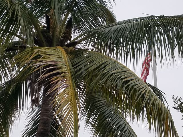 flag in a tropical palm tree