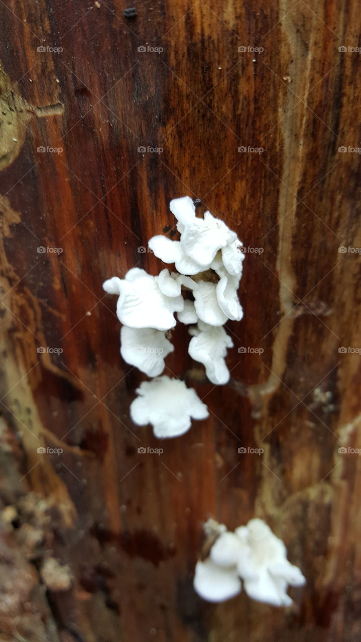 white mushrooms on a dark log.