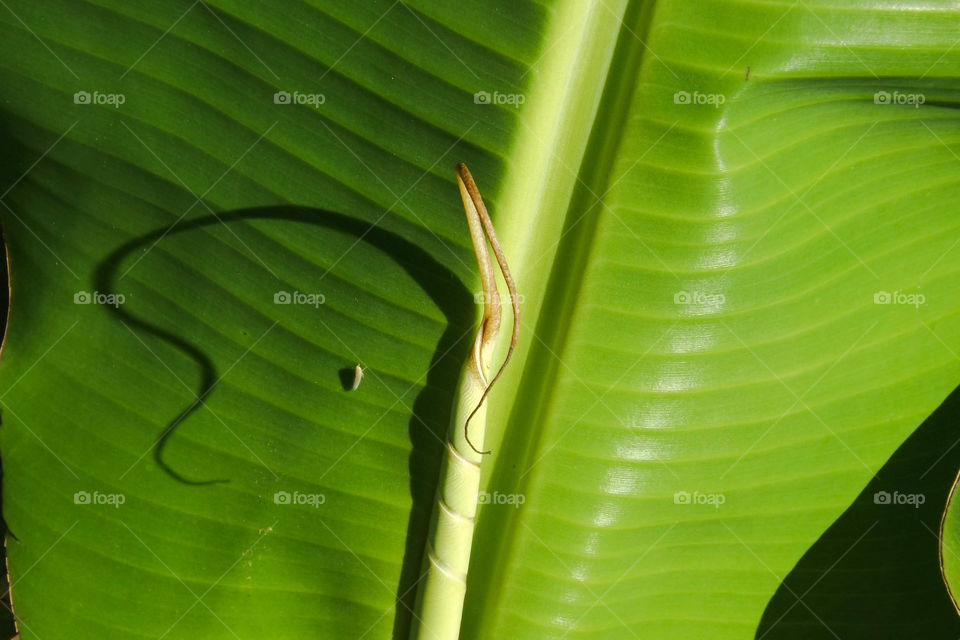 insect on the banana leaf