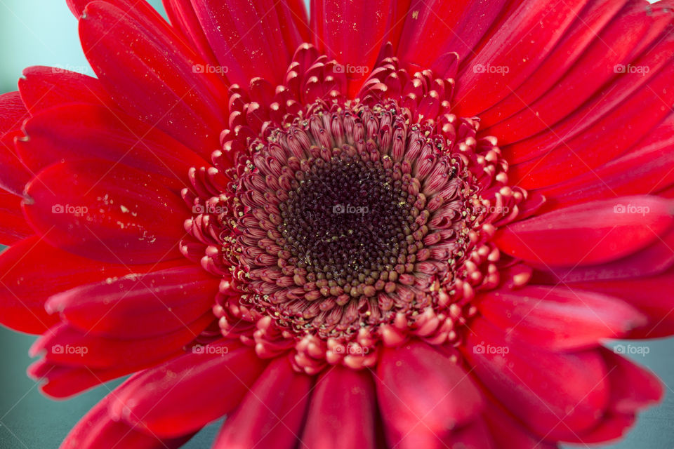 Red flower