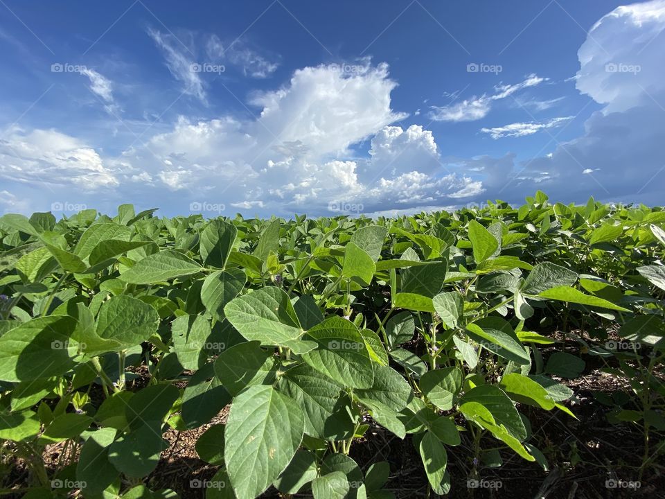 Soybean field