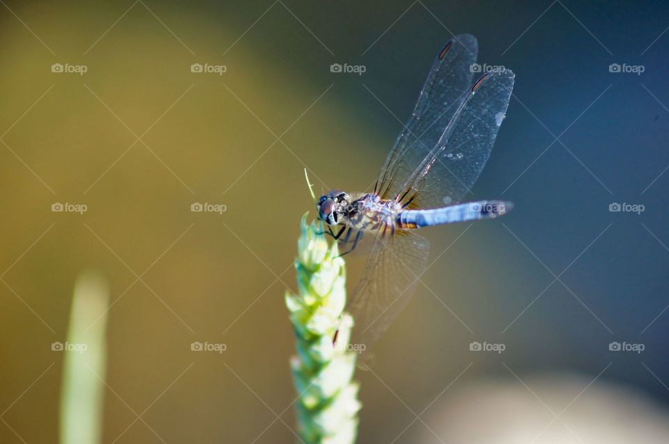 Summers dragonfly