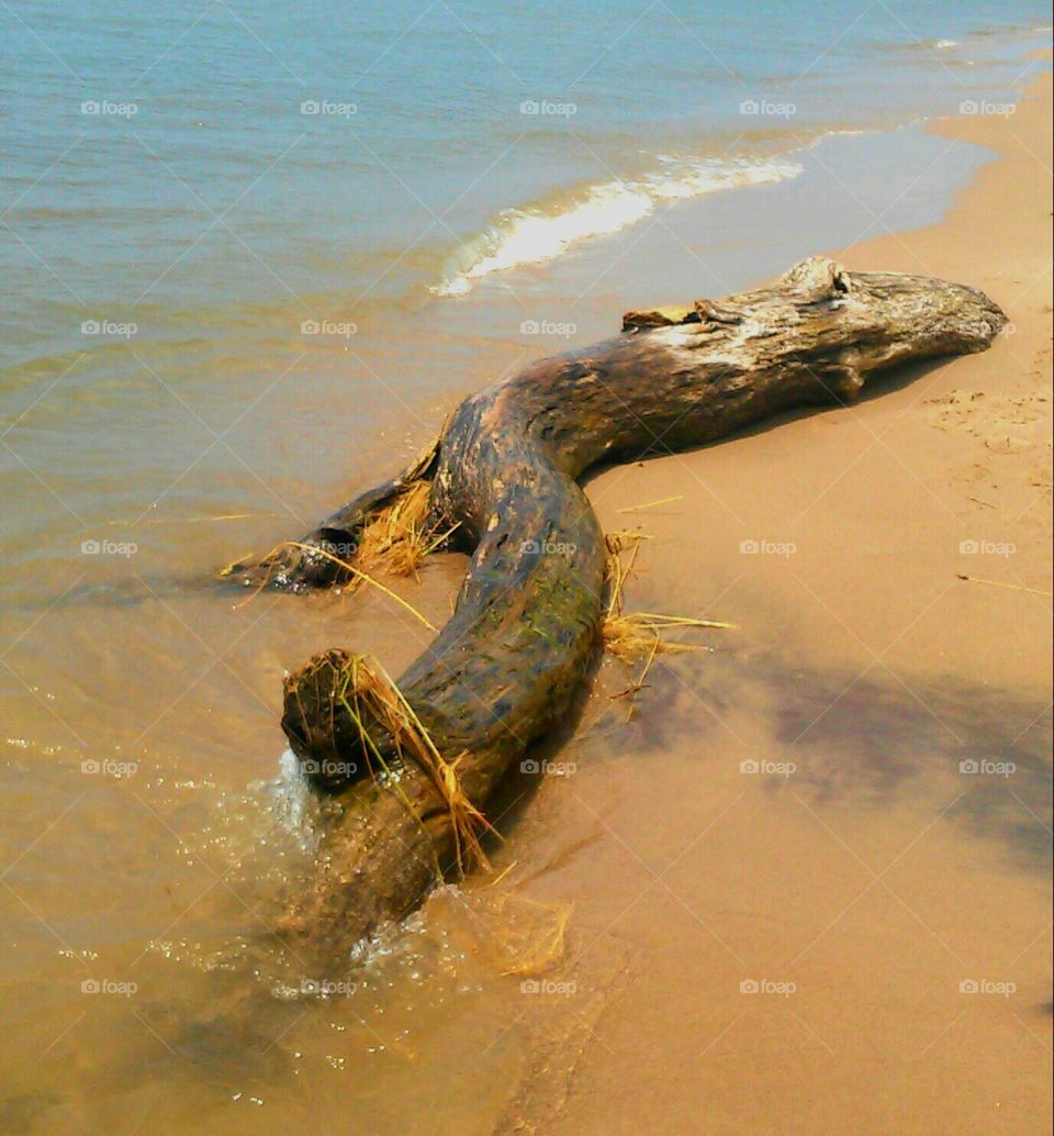 Lake shore log