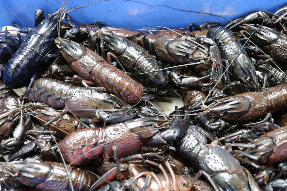 Super delicious lobsters 