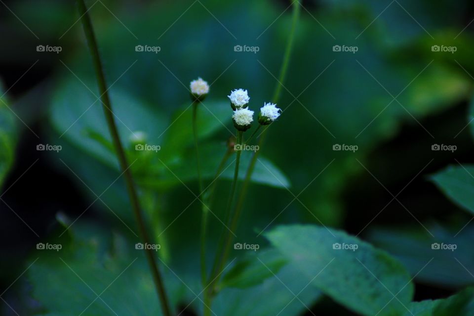 fresh photo in kerala