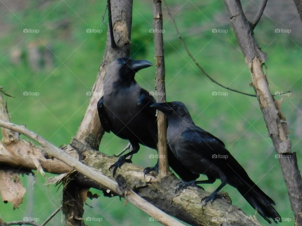 Birds in india, couple of bird sitting on tree branch.
