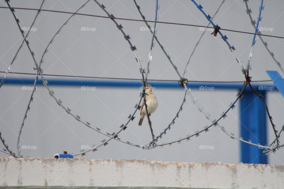 Bird on barbed wire