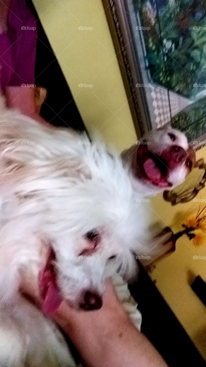 everybody is smiling and happy mama's home and it's time for treats!🤗😊🐶🐶