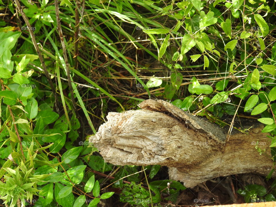 Nature, Wood, Leaf, Flora, Tree