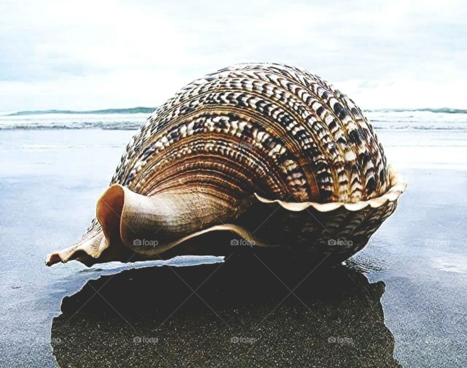 he rias produce most of the region's annual 300, 000 tons of mussels - Europe's largest production