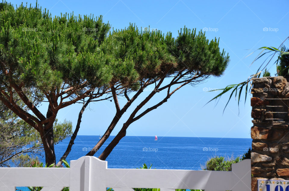 ocean light summer tree by nivoa