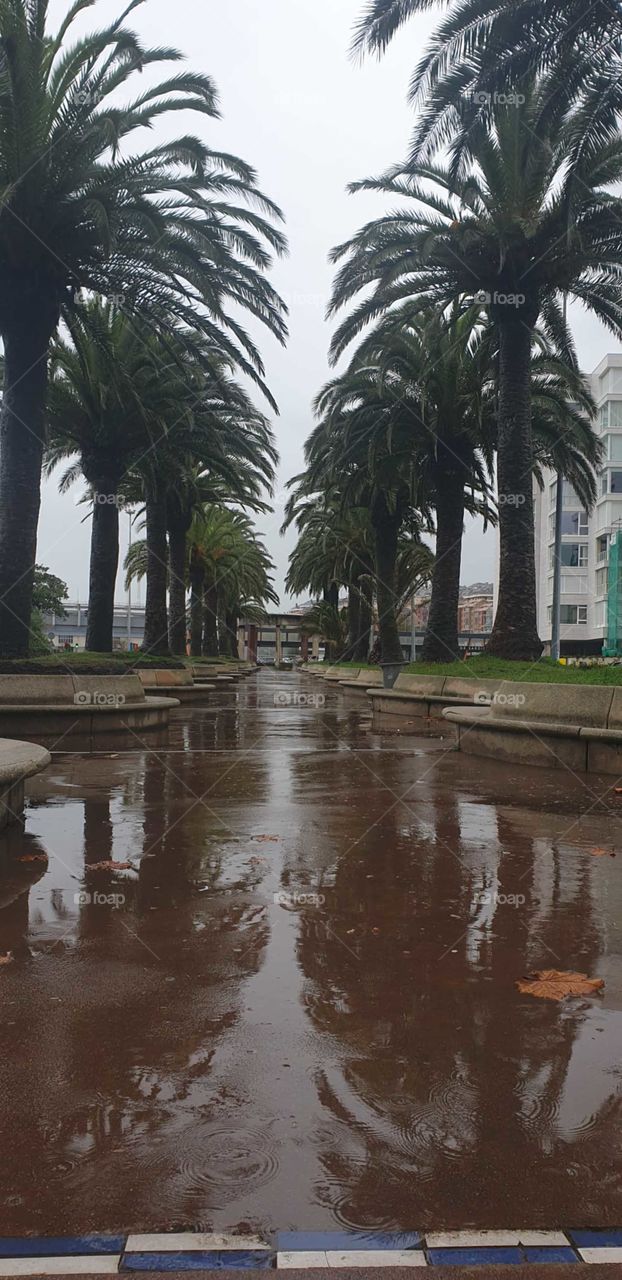 Walk#palms#rain#park#reflect#water#drops