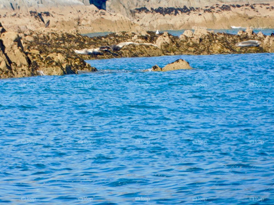 Atlantic grey seals basking in the lagoon near Dartmouth