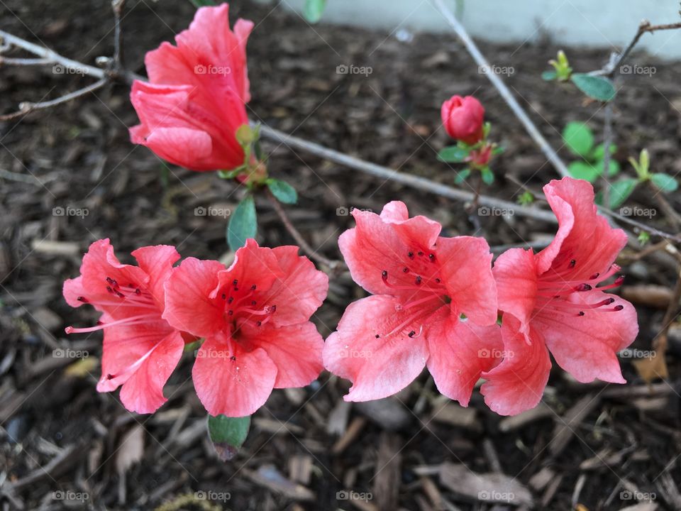 Orange azalea
