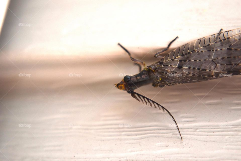 Close up of an interesting moth
