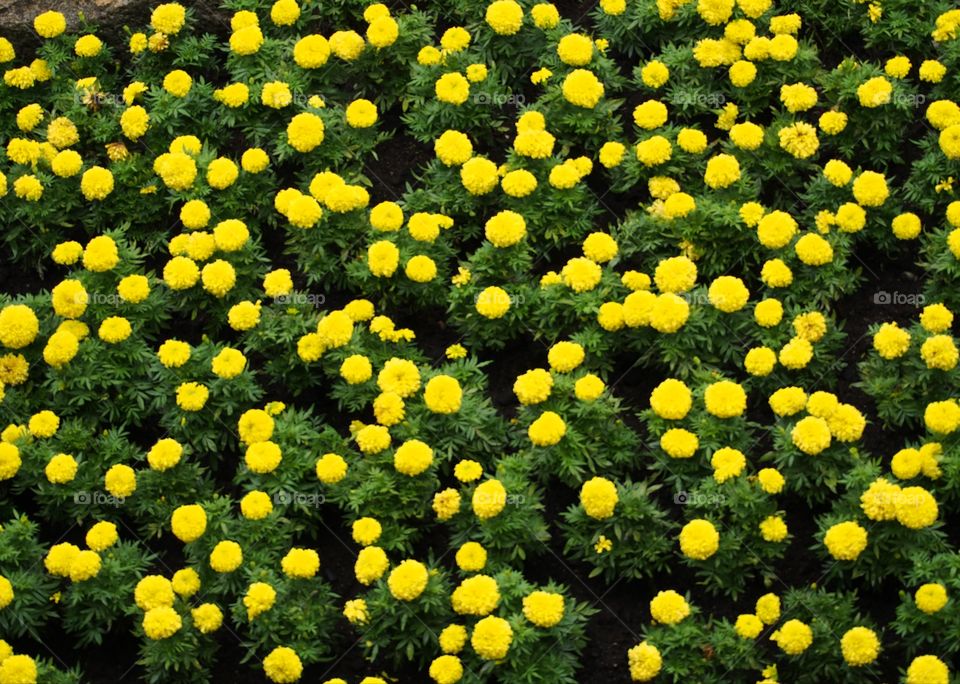 A lot of marigolds as background