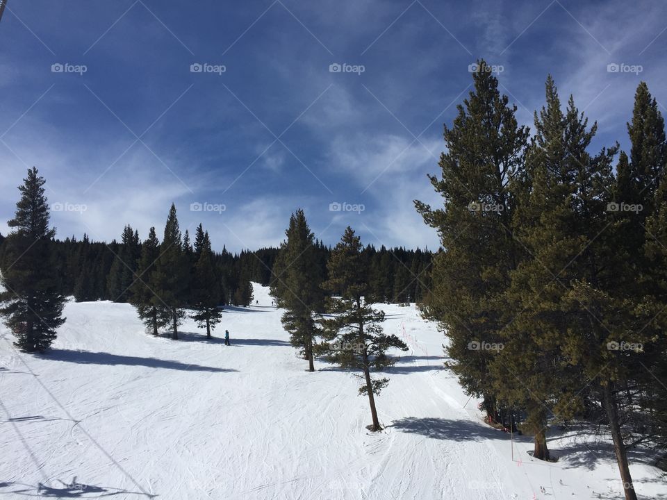 Pine tree ski slope 