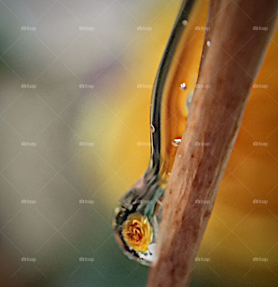 Magnifying a flower through water 
