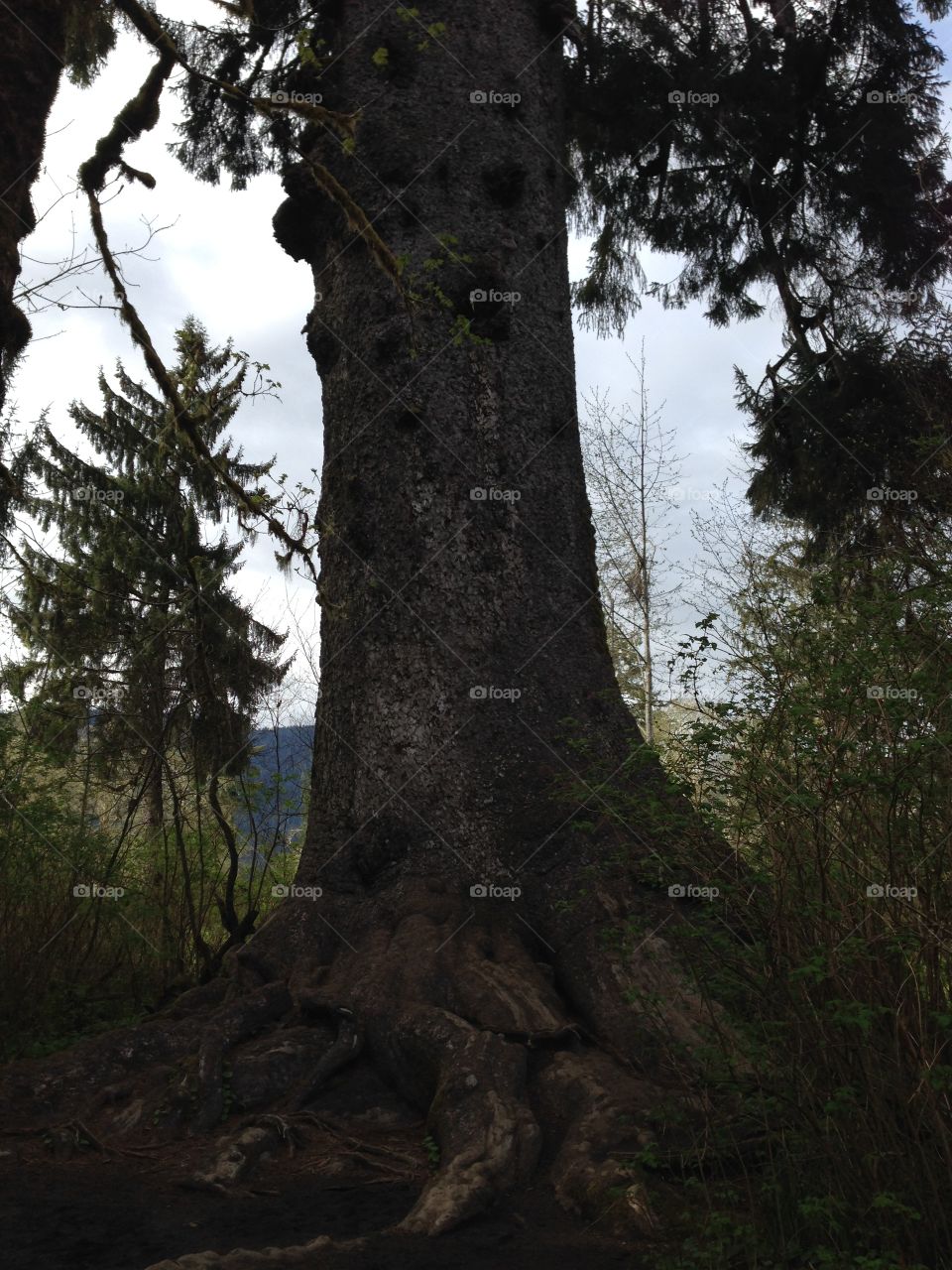 Sitka Spruce. Spruce Tree in Quinault Reservation