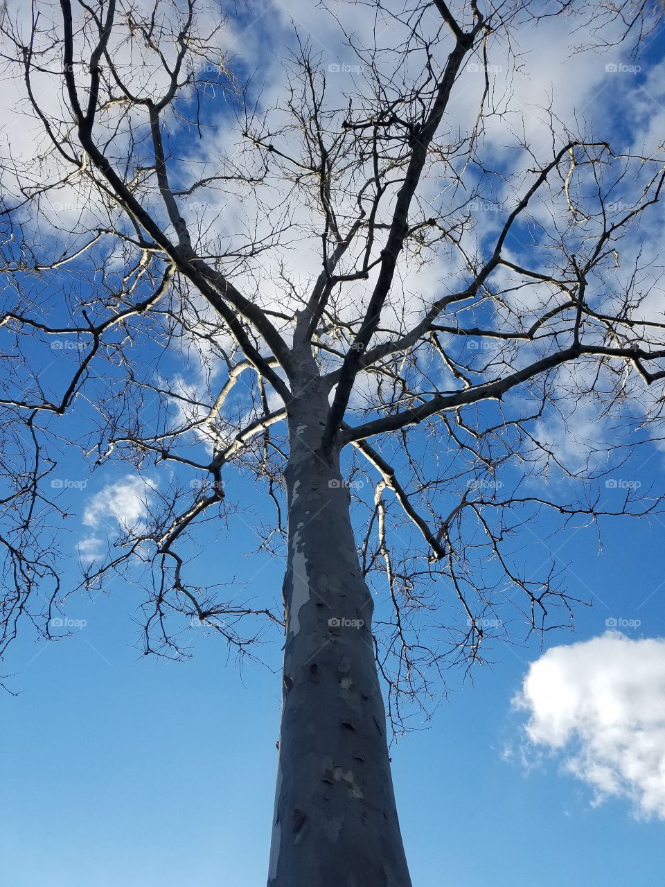 Tree against the open sky