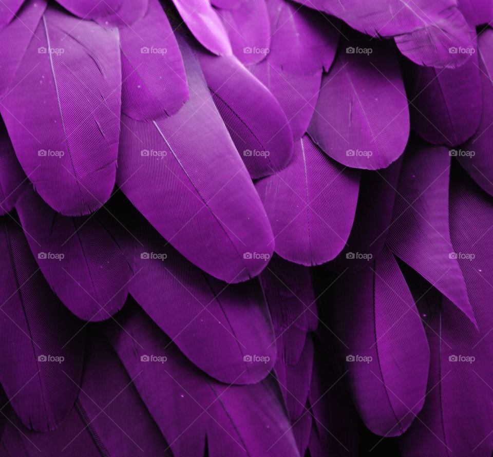 Purple Feathers